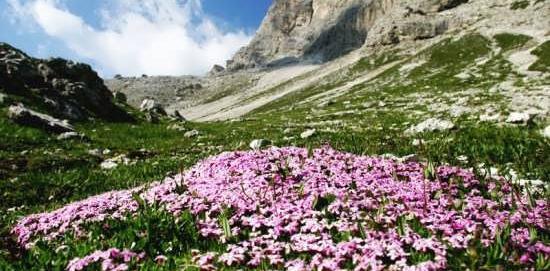 عکس منظره های بهاری
