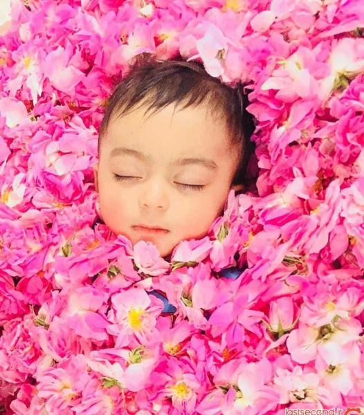 عکس نوزاد گل محمدی