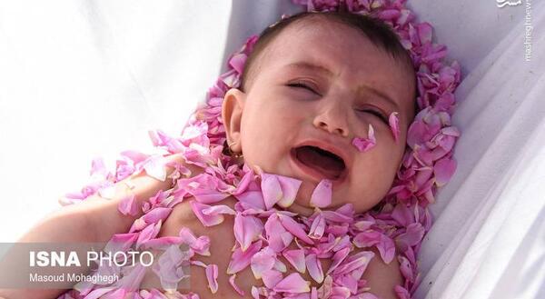 عکس نوزاد گل محمدی