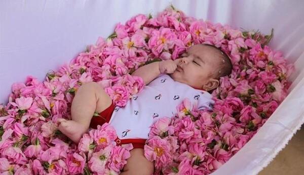 عکس نوزاد گل محمدی