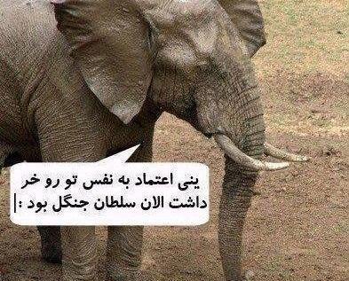 عکس واقعی حضرت فیل