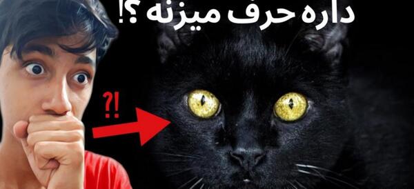 عکس ترسناک گربه