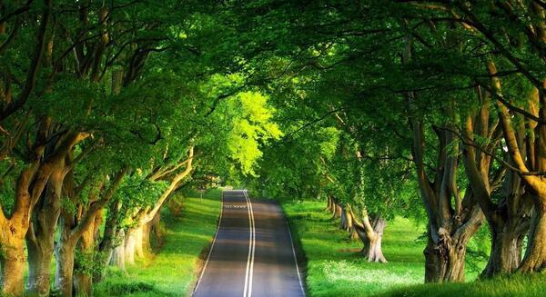 عکس طبیعت زیبا سبز