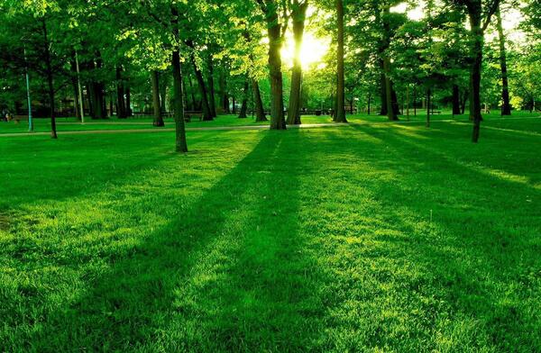 عکس طبیعت زیبا سبز