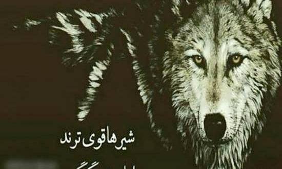 عکس نوشته گرگ غمگین