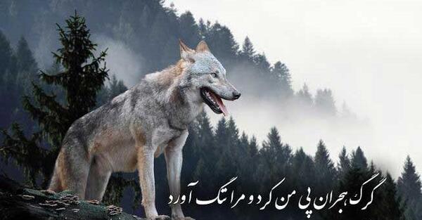 عکس نوشته گرگ غمگین