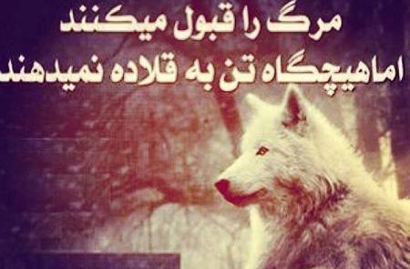 عکس نوشته گرگ غمگین