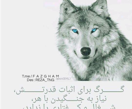 عکس نوشته گرگ غمگین