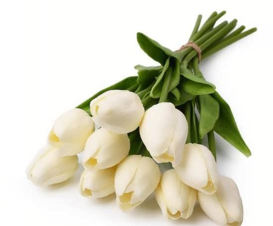 عکس گل لاله سفید شگفت انگیز