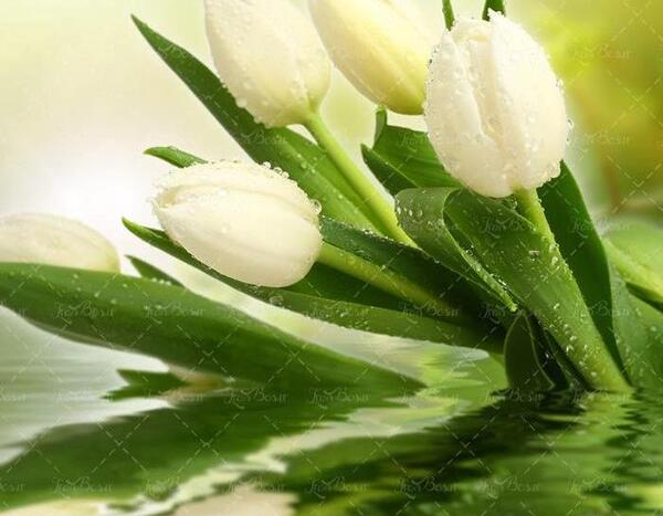 عکس گل لاله سفید شگفت انگیز