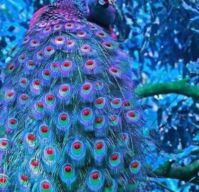 عکس طاووس برای پروفایل