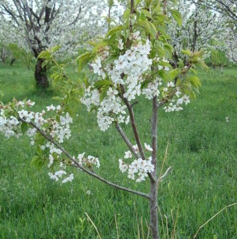 عکس روستای ایری علیا