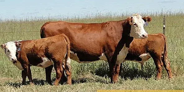 عکس گاو رسمی