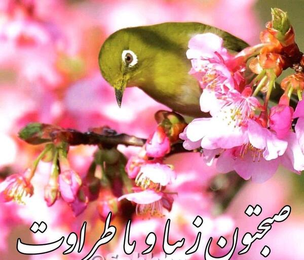 عکس صبح بخیر متحرک بهاری