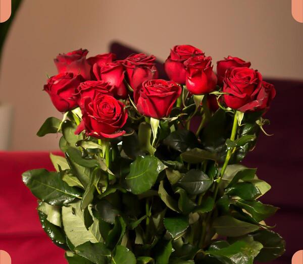 عکس شاخه گل رز