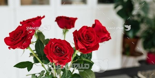 عکس شاخه گل رز