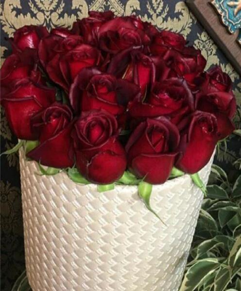 عکس شاخه گل رز