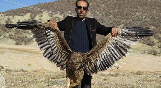 عکس عقاب شاهی