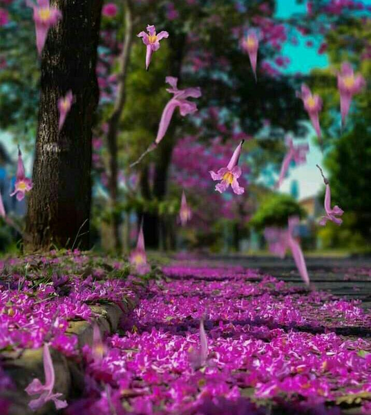 عکس بهار و گل