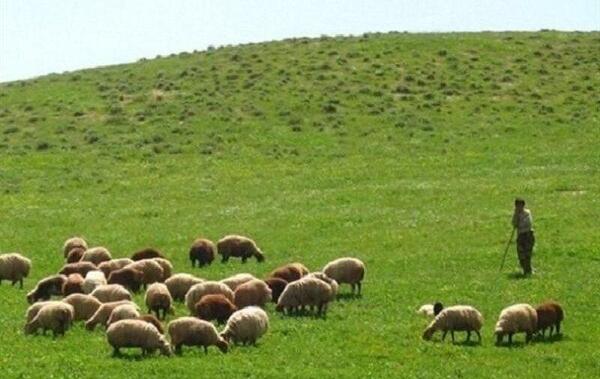 عکس پروانه چرا