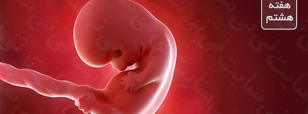 عکس لکه بینی در هفته هفتم بارداری