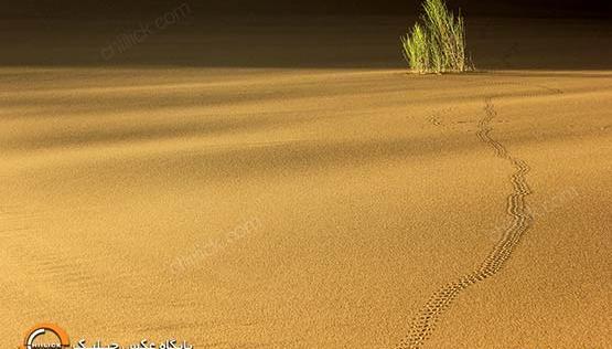 عکس فاطمه فتحی