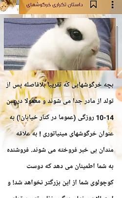 عکس خرگوش با لباس