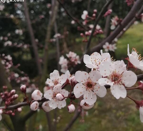 عکس شکوفه عاشقانه