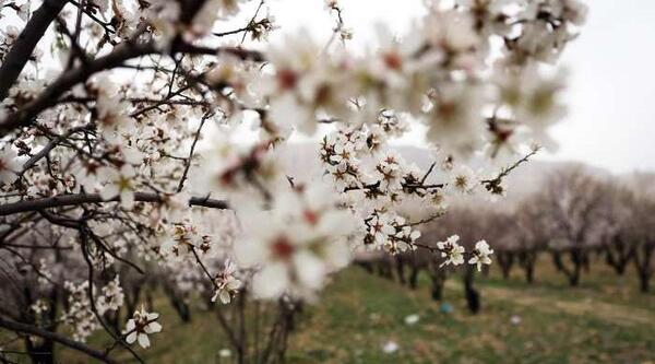 عکس شکوفه درخت
