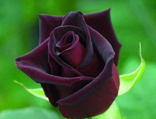عکس گل های خیلی زیبا