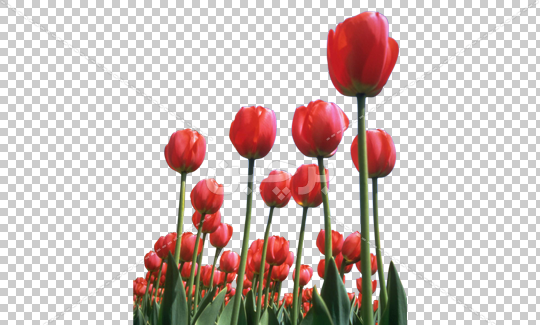عکس گل لاله شهید