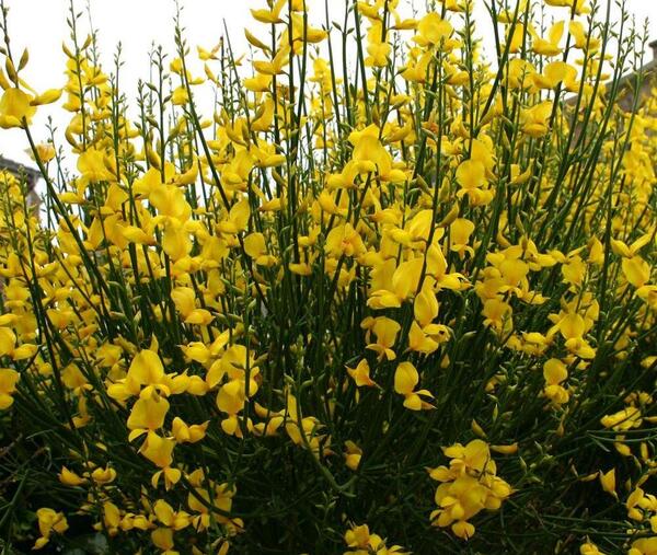 عکس لیلا طاووسی