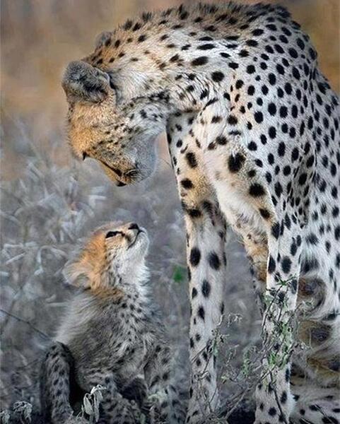 عکس خنده دار یوز پلنگ