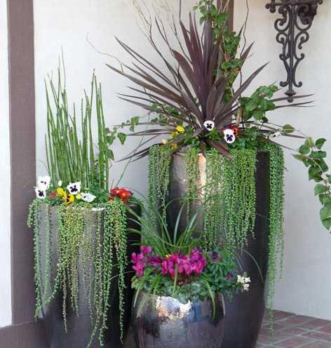 عکس گلهای زیبای اپارتمانی