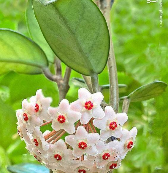 عکس گلهای زیبای اپارتمانی