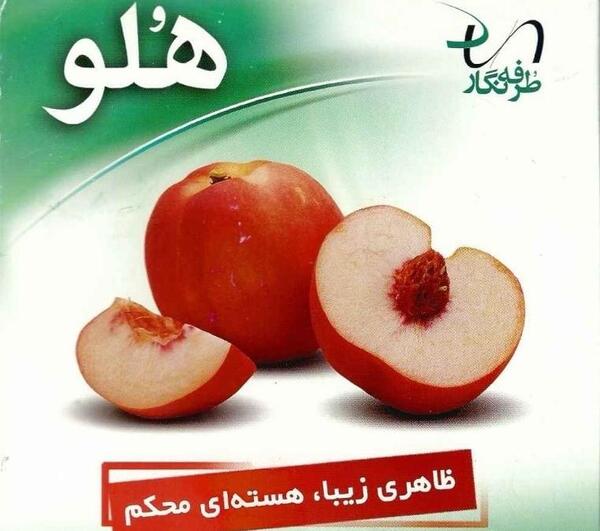 عکس ساده هلو
