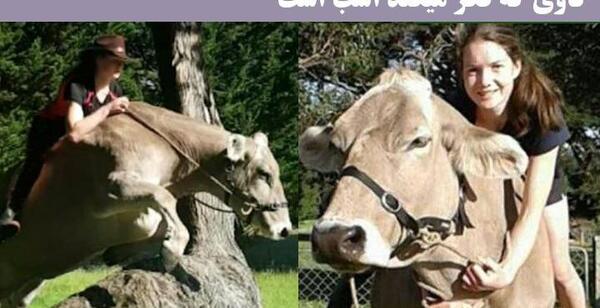 عکس گاو تزئینی