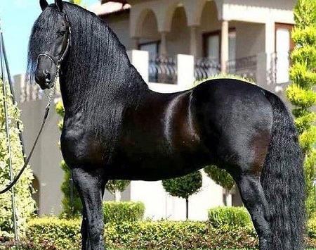 عکس اسب خانگی