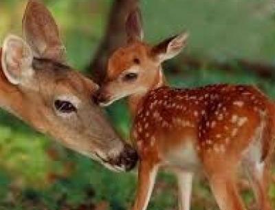 عکس آهو خیلی زیبا