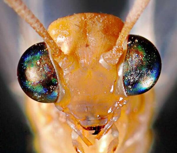 عکس چشم مورچه