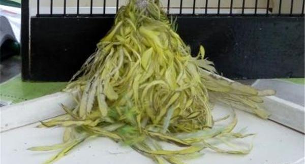 عکس طوطی دم دراز