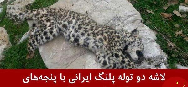 عکس آرش زرین کلک