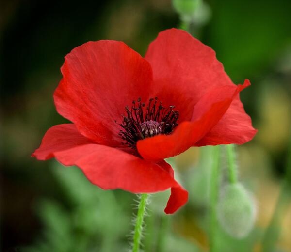 عکس گلهای شقایق زیبا