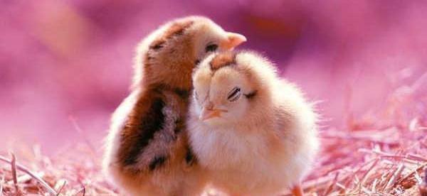 عکس تسلیت جوجه