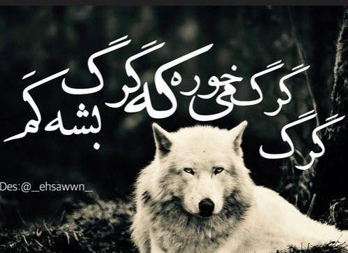 عکس گرگ تنها وحشی