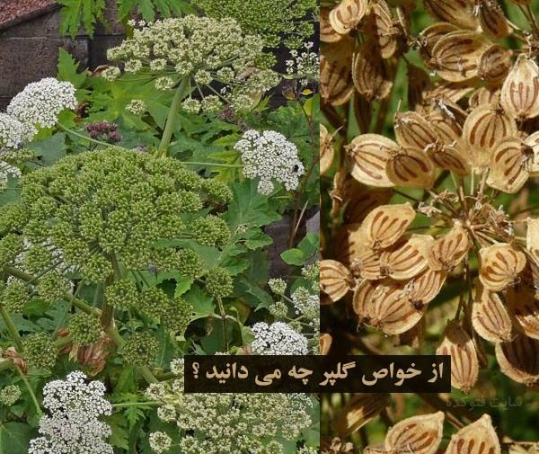 عکس چای گلپر
