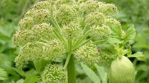 عکس چای گلپر