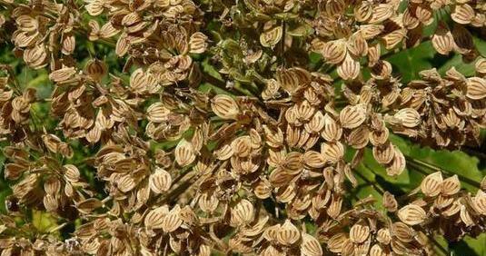 عکس چای گلپر