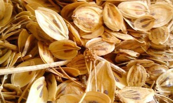 عکس چای گلپر