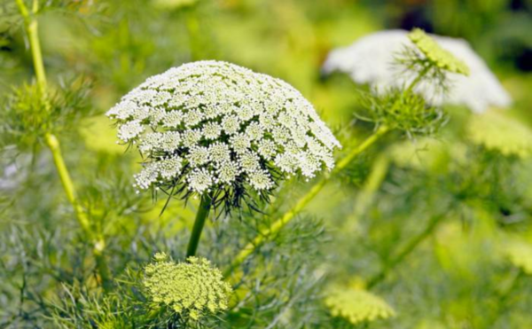 عکس چای گلپر